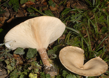 Mönchskopf-Trichterling (Infundibulicybe geotropa ) - © Heinz Prelicz